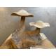 Mushroom double teak(3122)